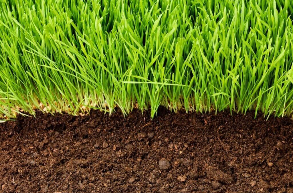 Bodemactivator voor gazons: Correcte toepassing & productaanbeveling