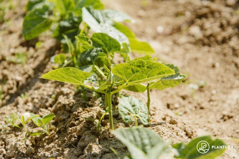 Bonen planten: Instructies voor het kweken van bonen