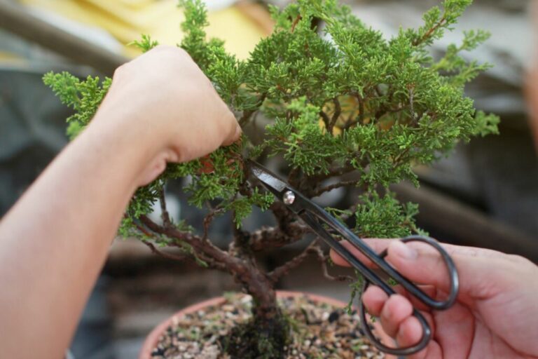 Bonsai snoeien: De juiste procedure voor de perfecte snit