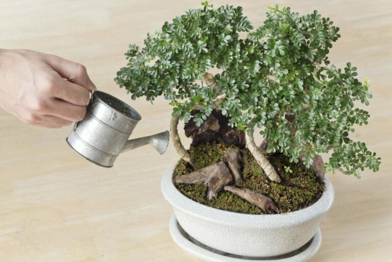 Bonsai water geven: Hoeveel en hoe vaak geef je de kleine boom water?