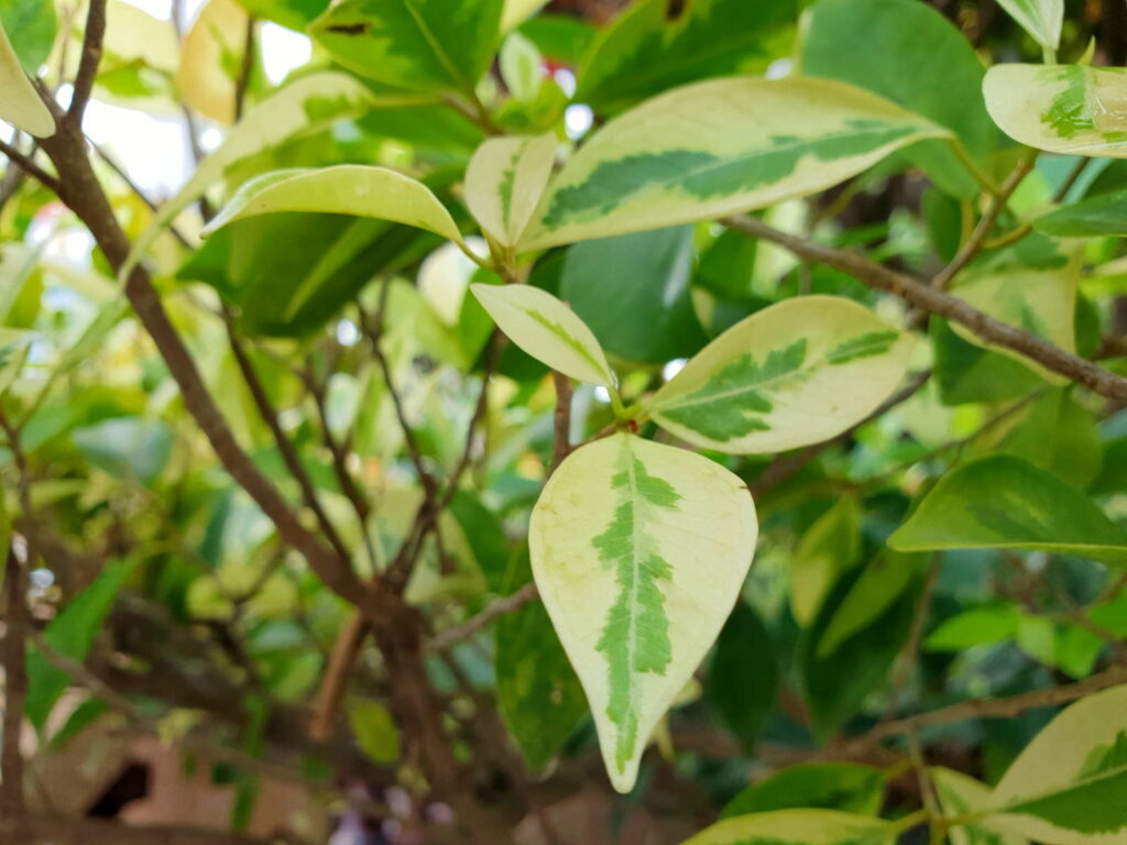 Bougainvillea bladeren groen wit