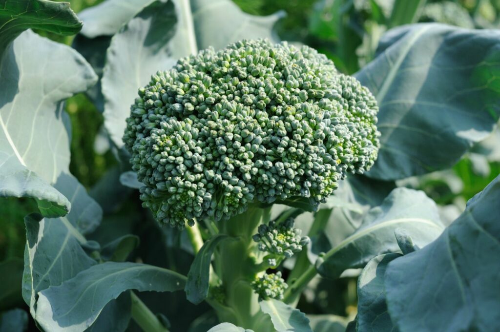 Broccoli groeit in de tuin