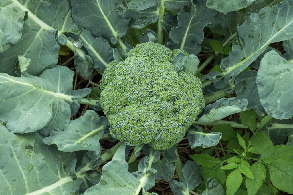 rijpe broccoli
