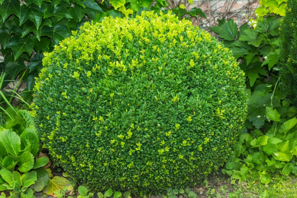 Buxus in de vorm van een bol in de tuin
