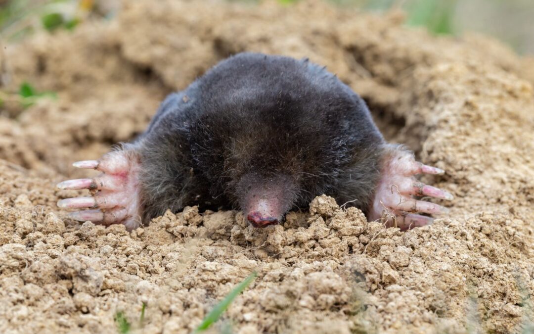 De mol: niet vangen of zelfs doden, maar verjagen!