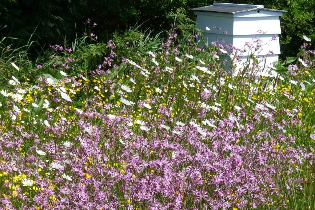 Wilde bloemen groeien voor het bijenhuis