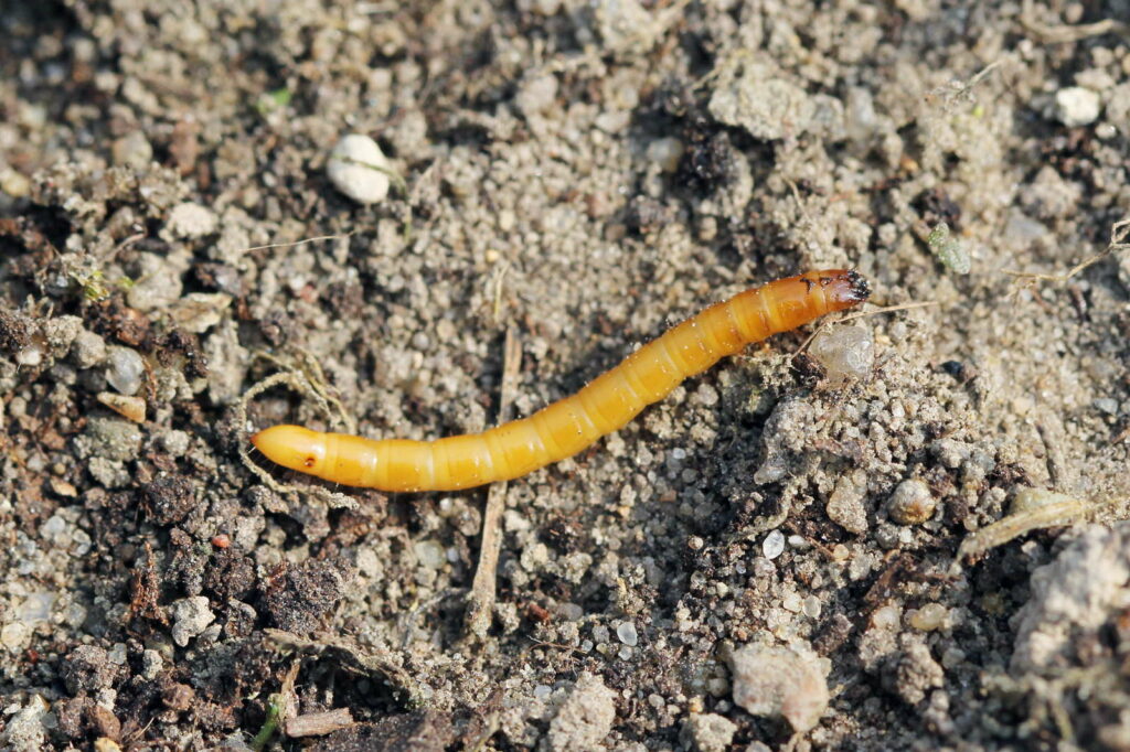 gele larve van de draadworm in de bodem