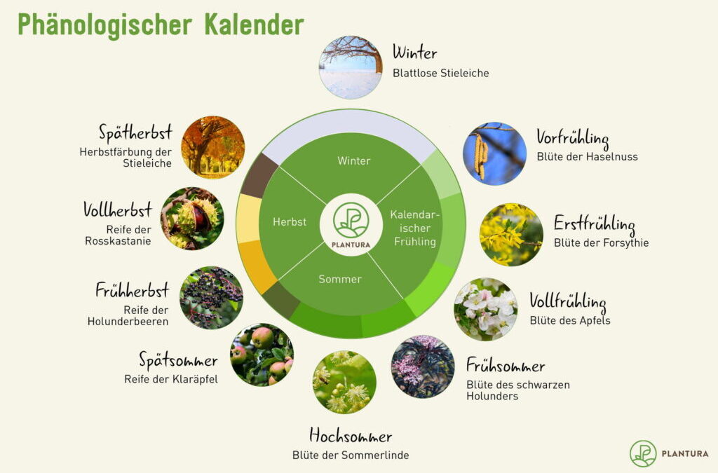 Fenologische kalender: gebruik en voordelen in de tuinbouw