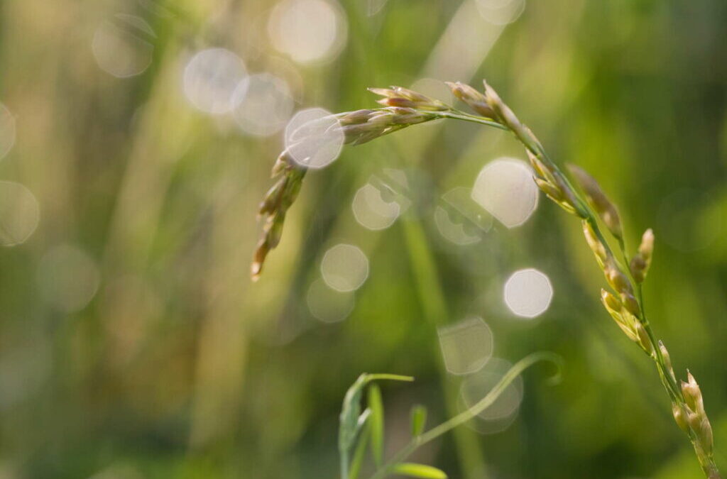 Festuca arundinacea: Alles over hoogzwenkgras in één oogopslag