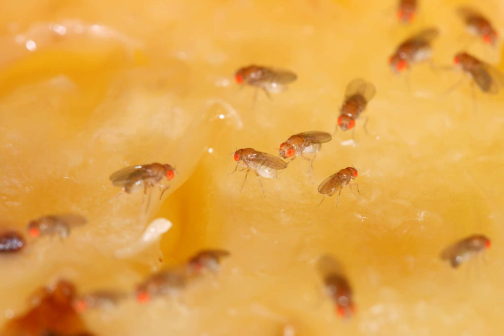 Fruitvliegen ongedierte ziektekiemen fruit