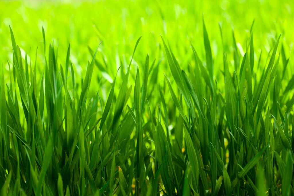 Groen gras