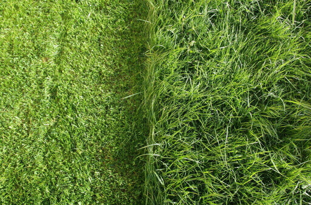 Gazon in de tuin: 5 tips voor het perfecte gazon