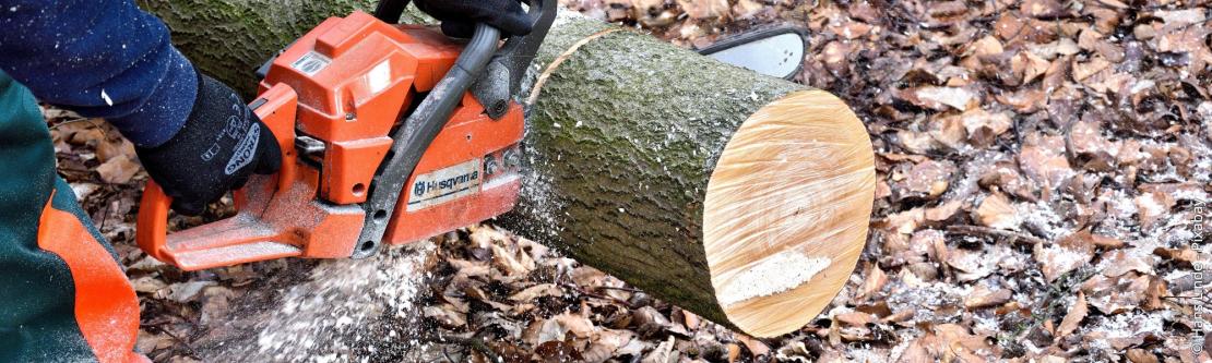 Boete voor het kappen van bomen