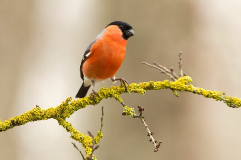 Goudvink: vrouwtje, nest & voedsel van de goudvink