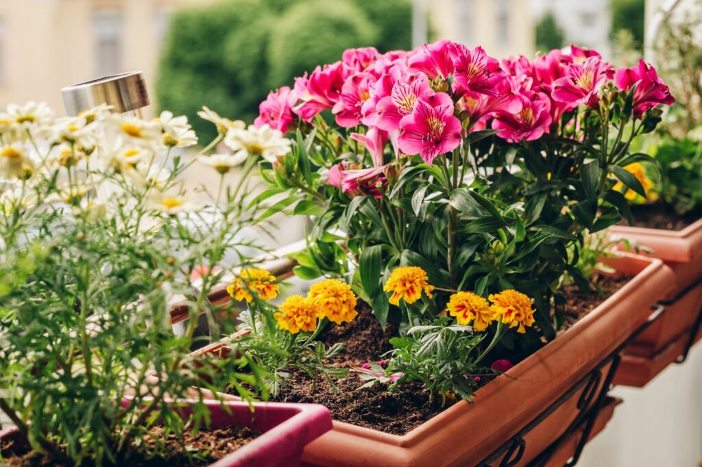 Balkonbakken met kleurrijke bloemen