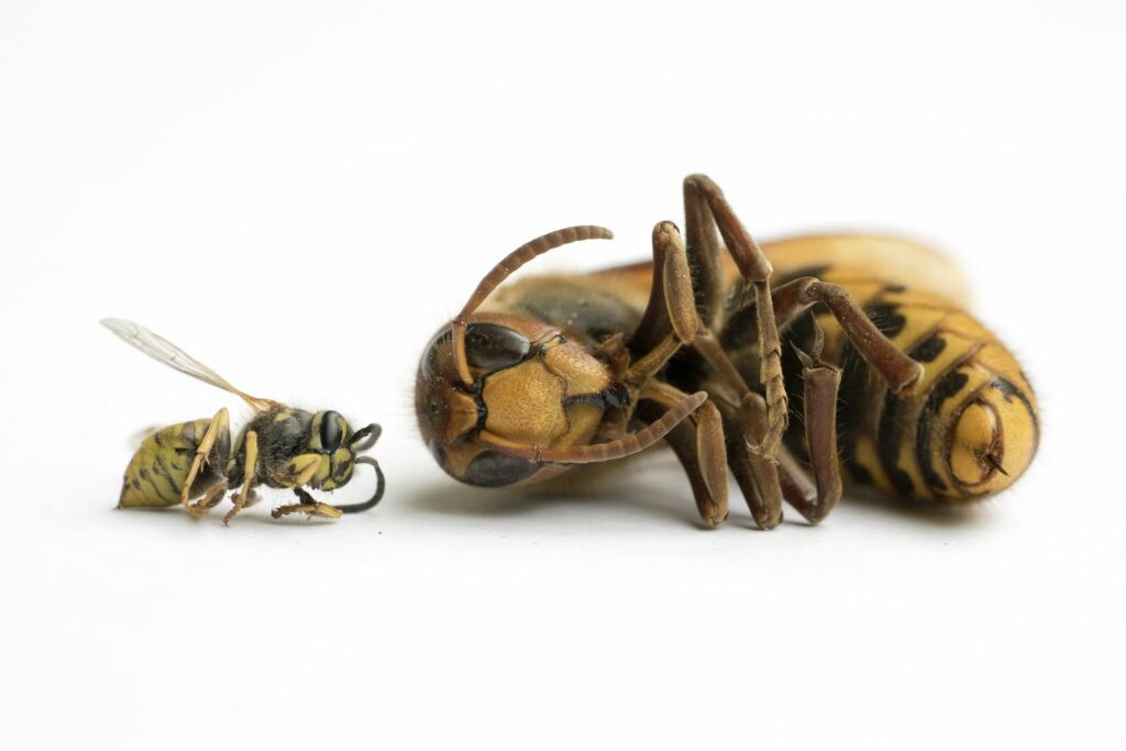 Hornet en wesp in vergelijking