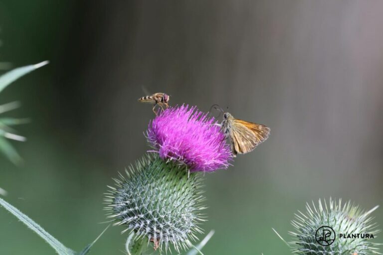 Insectenvriendelijke bloemen: voor een bruisende tuin & balkon