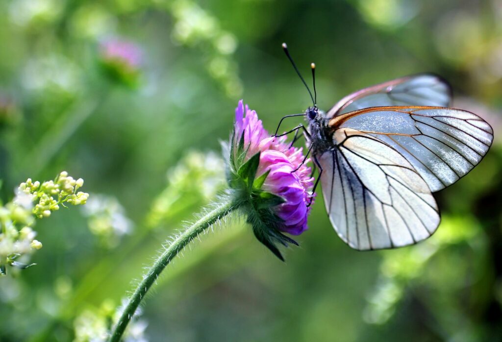 Vlinder op paarse bloem