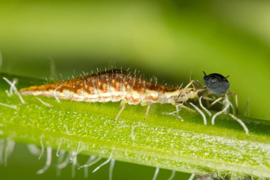 De larve van de gaasvlieg eet bladluis