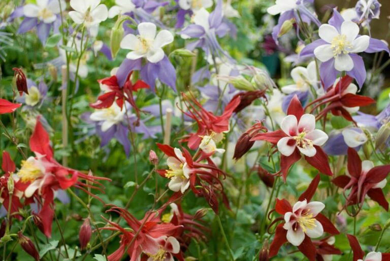 Koop columbine: Koopgids & aanbevolen leveringsbronnen