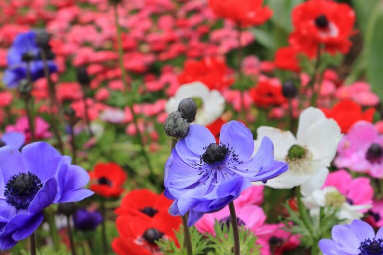 Kroonanemoon: planten, winterhardheid & de mooiste soorten