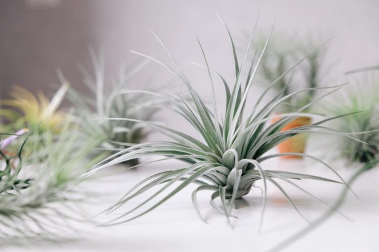 Maak je eigen levende muurschilderingen met tillandsia’s