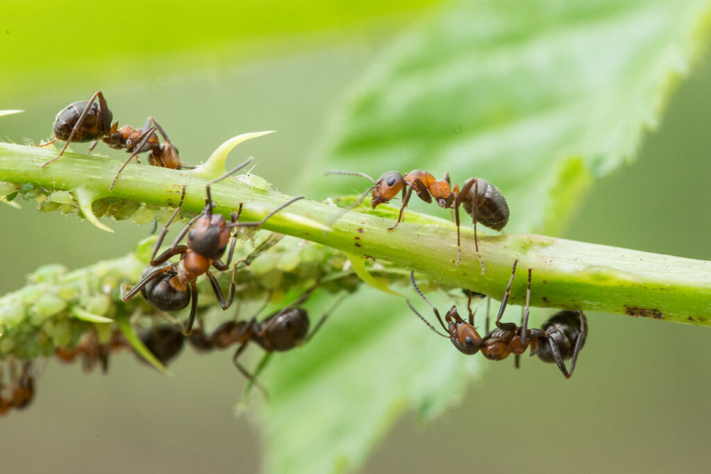 Mieren en bladluizen op plant