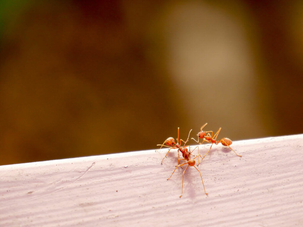 Rode mieren kruipen op hout 