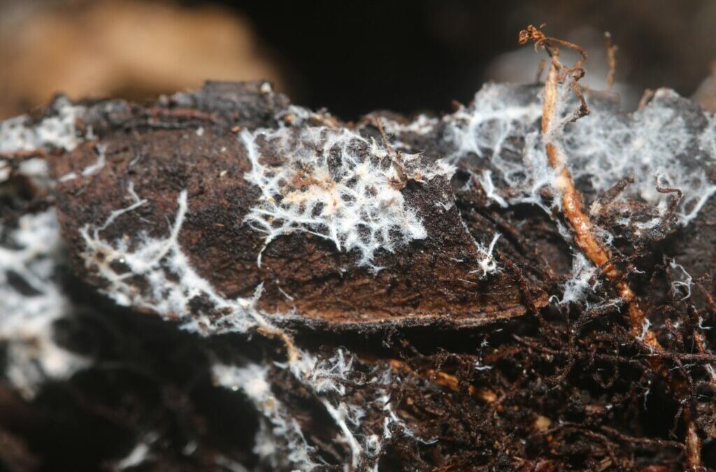 Mycorrhiza-meststof: eigenschappen, effect & toepassing