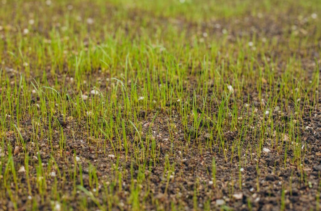 Nieuwe gazonaanleg: gegarandeerd succes, ook zonder dure graszoden