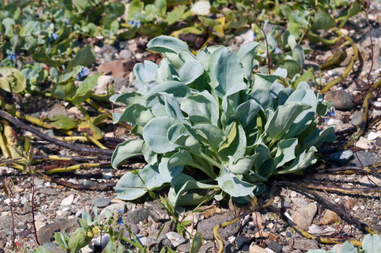 Oesterplant: alles wat je moet weten over de maritieme exoot