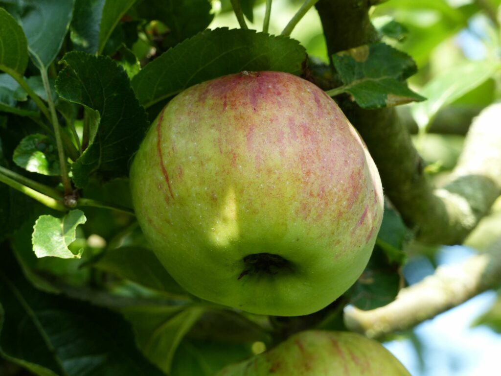 Ontario appel aan de appelboom