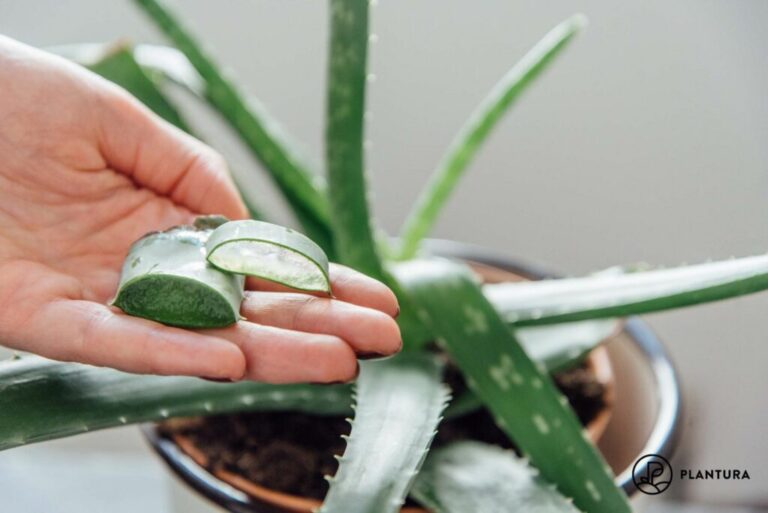 Oogst en gebruik aloë vera