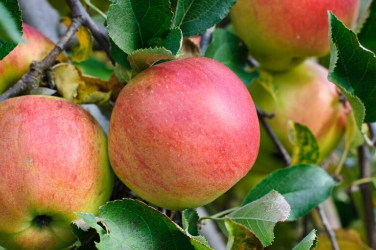 Oude en aloude appelsoorten: de 30 beste in één oogopslag