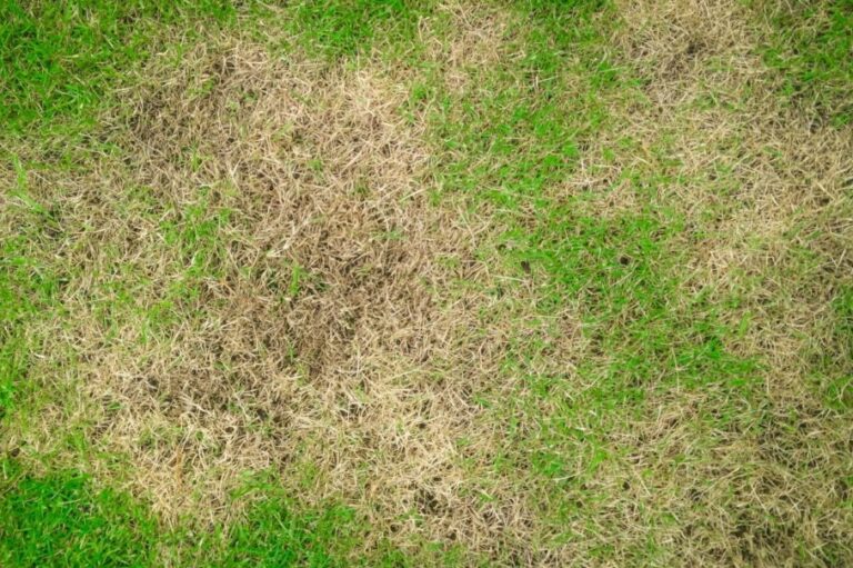 Overbemeste gazons: signalen en tegenmaatregelen