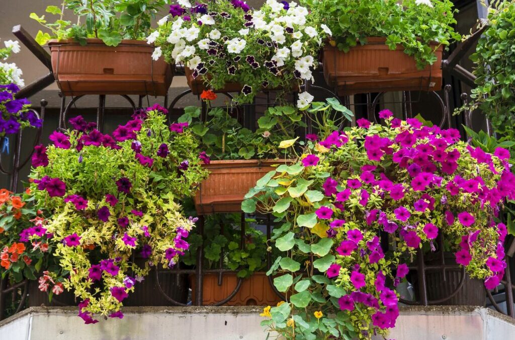 Planten op het balkon: De juiste plantkeuze & tips voor het planten