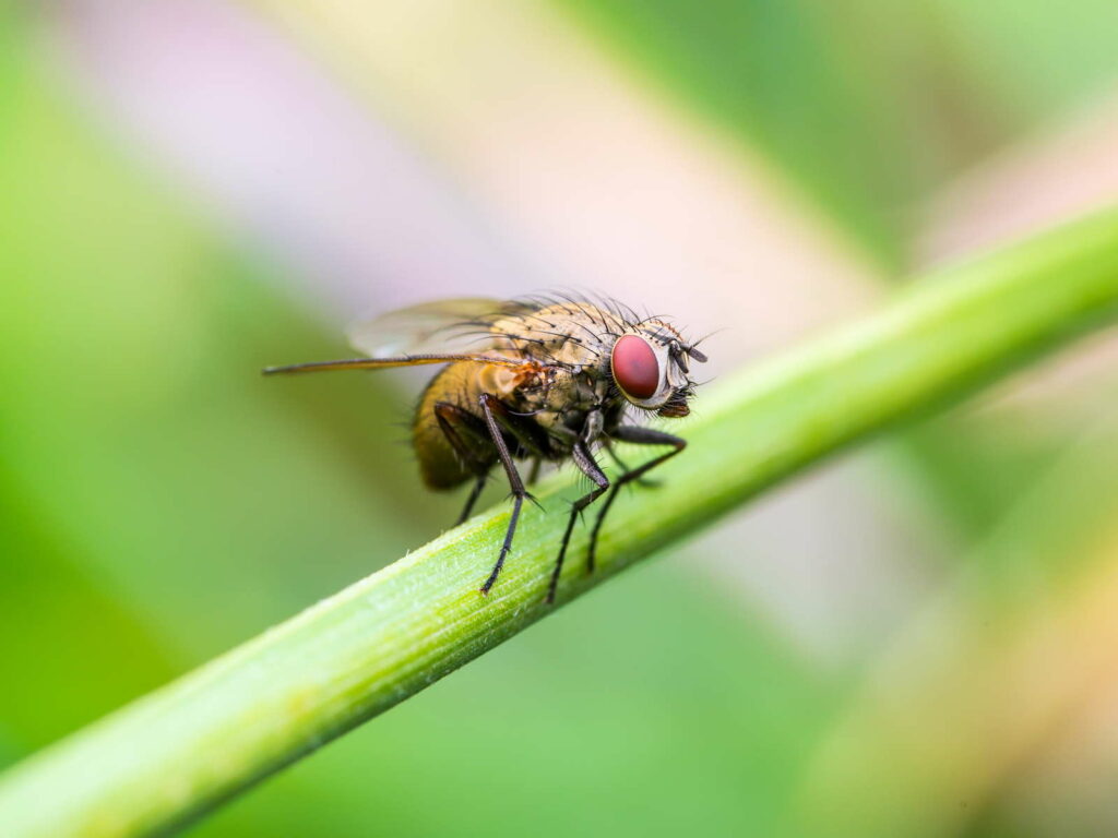 Een vlieg zit op een grasspriet