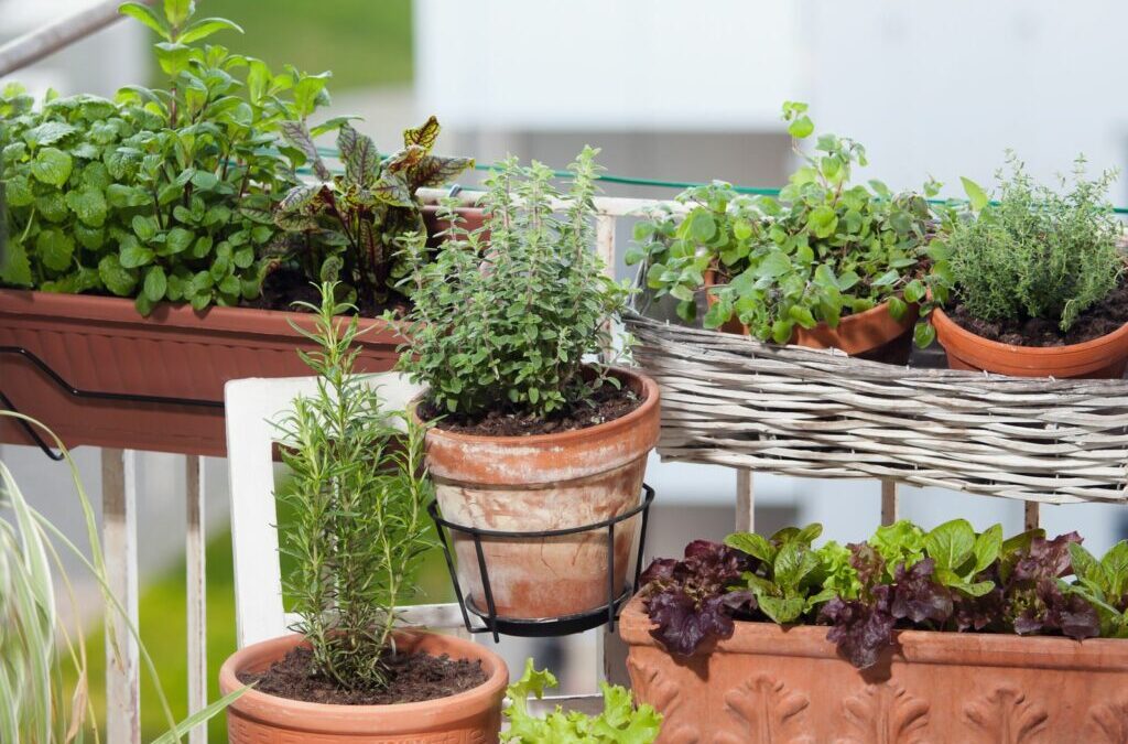 Planten voor het balkon: Onze top 15