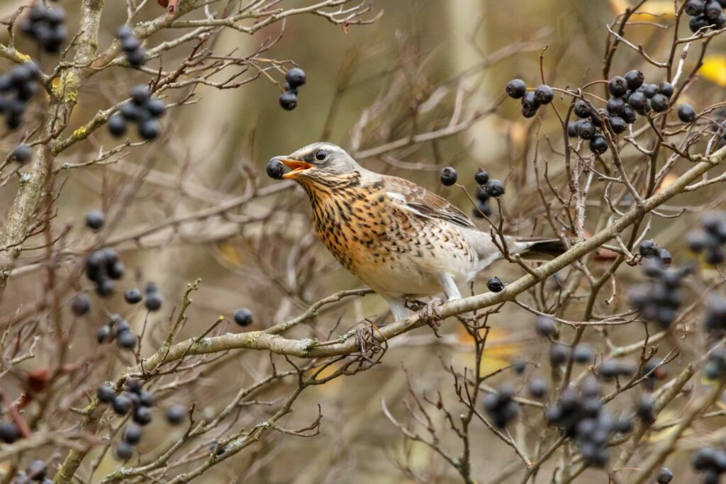 Vogel tussen de takken