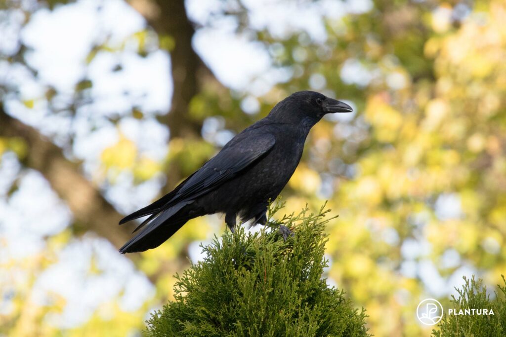 Ravenkraai op boom