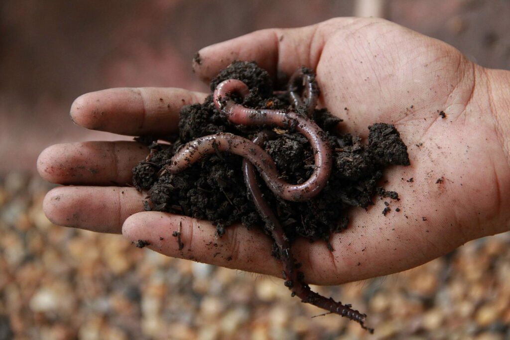 Regenwormen in de tuin: 5 redenen waarom regenwormen zo belangrijk zijn