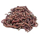 Natursache Compostwormenmix, 250 stuks