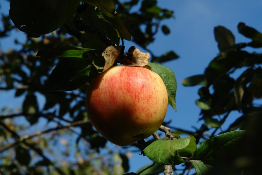 Rhenish crookneck apple hangend aan de boom