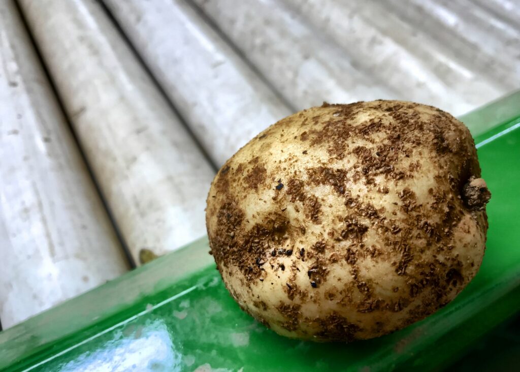 Aardappel met rhizoctonia
