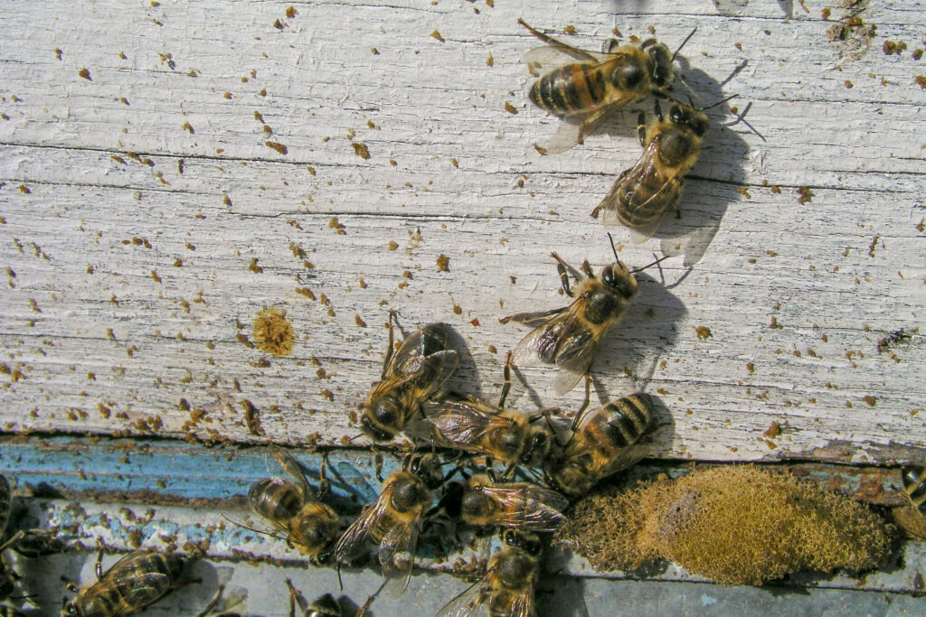 Bijenuitwerpselen op de kast
