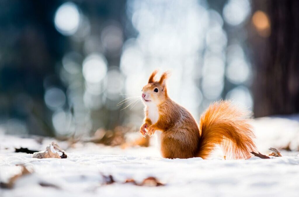 Tuindieren in de winter: Hoe kunt u helpen?