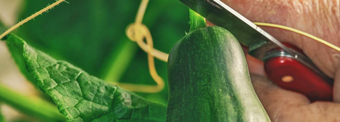 Tuinkalender augustus: komkommers oogsten met een mes