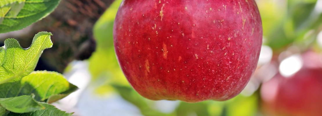 September tuinkalender: rode appel