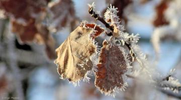 Tuinkalender januari: Bladeren met ijskristallen