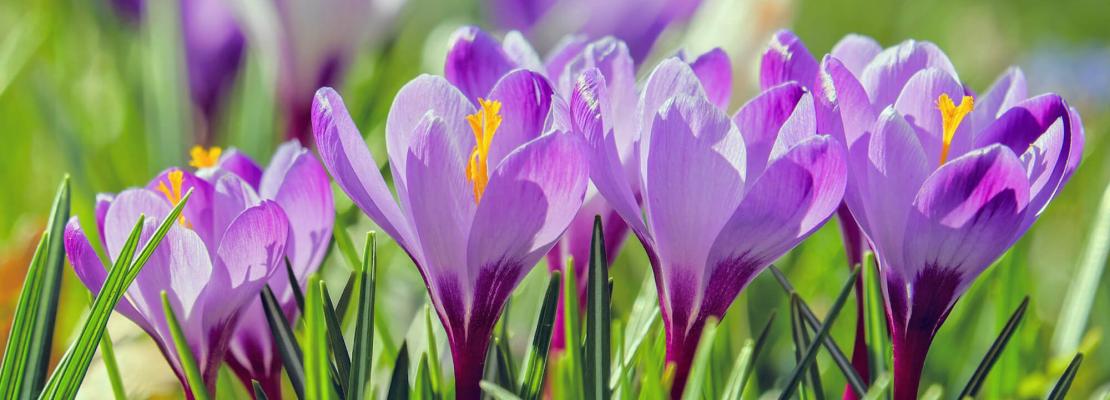 April tuinkalender: bloeiende krokussen